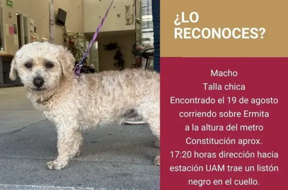 Búsqueda de mascotas, foto: Perro macho color miel perdido en Ermita