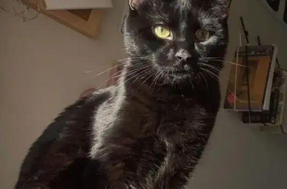 Lost Black Cat: Help Find Pandemonium!