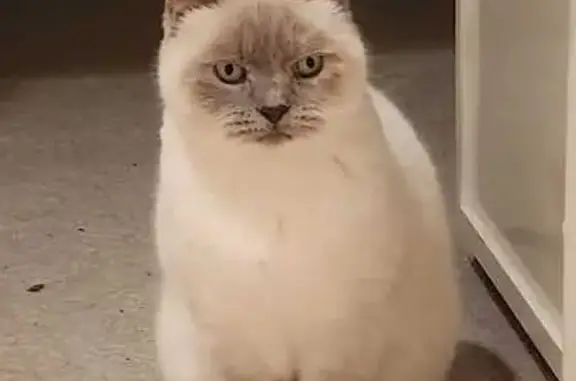 Missing cat Claremont, photo: Lost Lilac Tipped Cat: Help Find Mischa!