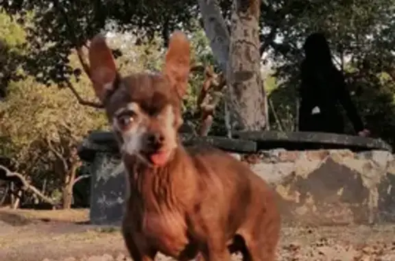 Perros perdidos, Guadalajara, foto: Chihuahua Café Perdida: Necesita Ayuda Urgente