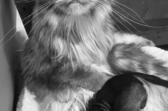 Chat perdu, Espalion, photo: Chat gris perdu, très gentil, Espalion