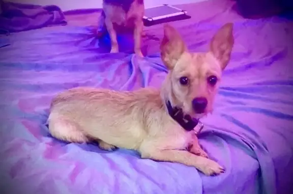 Búsqueda de mascotas, foto: Perra Perdida: Pequeña, Café y Nerviosa