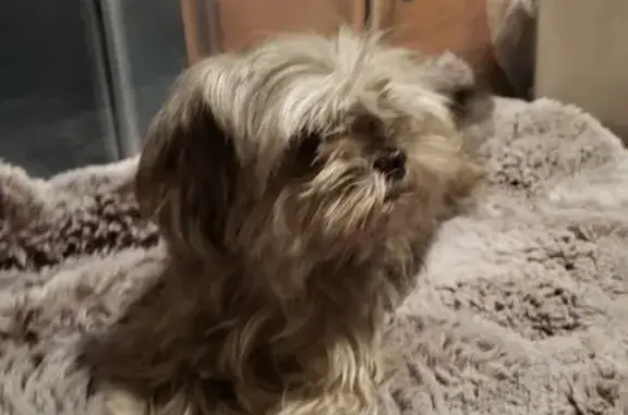 Found dog Salt Lake City, photo: Found: Sweet Grey Dog on East South Temple