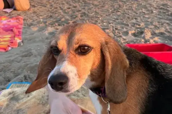Beagle Lucy perdue à Givors, Route de Mornant - photo