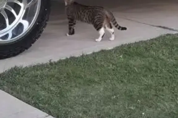 Lost Cat: Cookie - Shy, Unique Markings