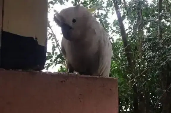 Friendly Cockatoo Found on Rit...