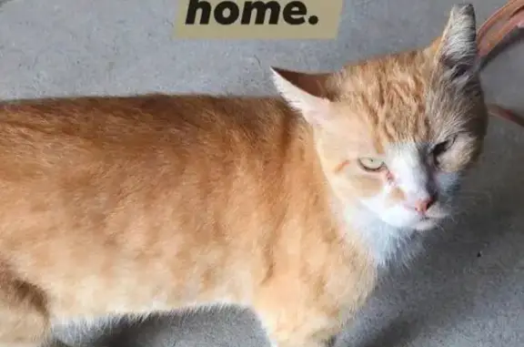 Found pets Seagoville, photo: Found: Friendly Orange Cat in Seagoville