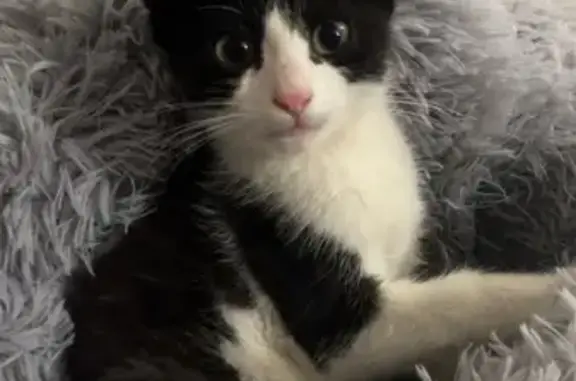 Chaton noir et blanc trouvé à Gerzat - photo