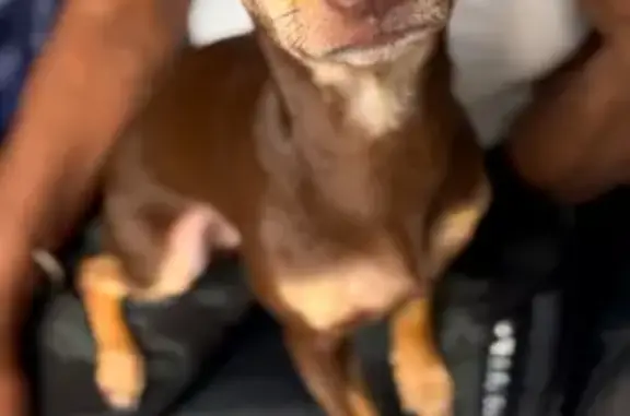 Lost Dog Mikey: Brown Coat, No Collar