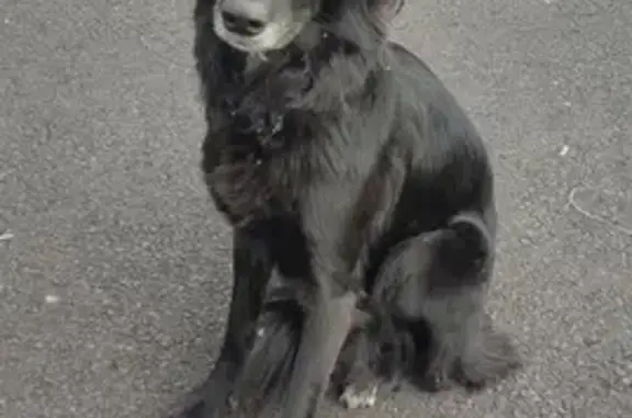 Chienne peureuse et affamée trouvée à Nacaire - photo