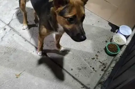 Búsqueda de mascotas, foto: Perro Cariñoso Busca Hogar en CDMX