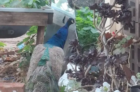 Juvenile Peacock Found in Sali...