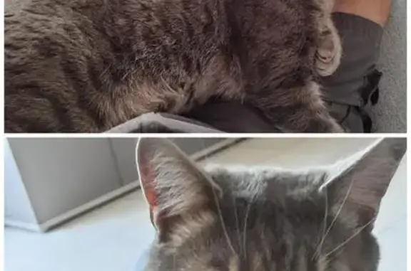 Chat gris tigré perdu à Bezannes - photo