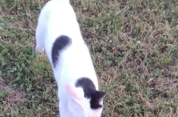 Chat blanc tacheté perdu à La Plaine-sur-Mer - photo