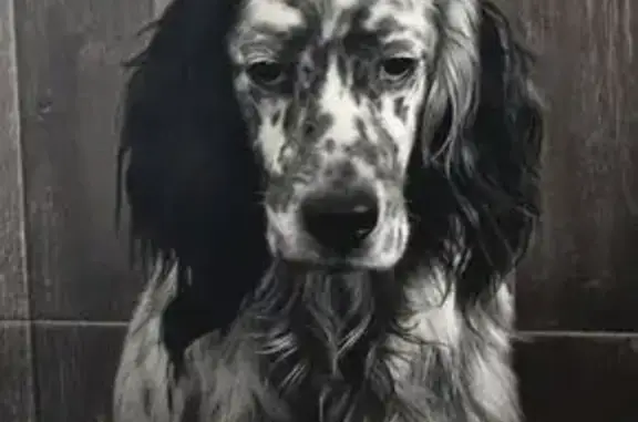 Perro Perdido: Setter Inglés e...