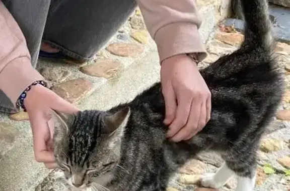 Chat tigré trouvé à Château-Gontier - photo