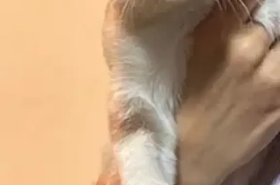 ¡Gata Blanca Perdida en Santiponce!