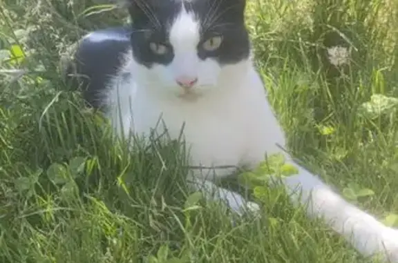 Chat perdu : noir/blanc, collier rose, Aubagne - photo