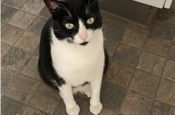 ¡Ayuda! Gato blanco y negro perdido