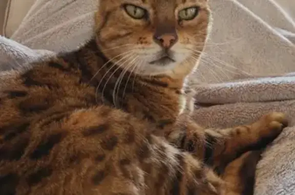 Chatte Bengal perdue à Salon-de-Provence - photo