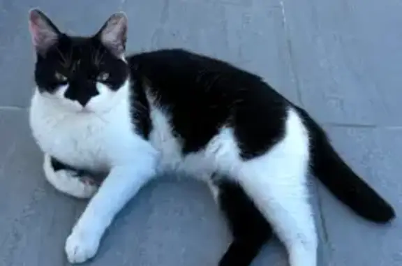 Chatte perdue à Muret : Valkyrie  - photo