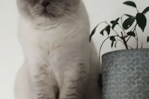 Chat perdu : Scottish Straight blanc cassé, Tours - photo