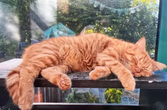 Animaux perdus Montreuil, photo: Chat roux perdu, langue sortie, Montreuil