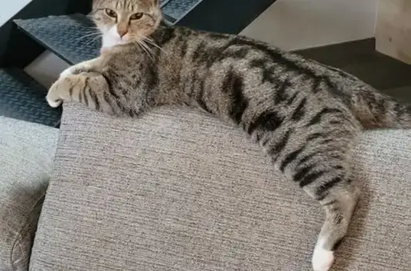 Chatte grise tigrée perdue à Prée-d'Anjou - photo