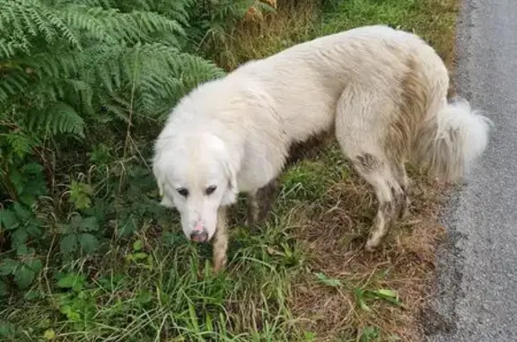 Animaux trouvés , photo: Chien blanc trouvé près du sommet des Agriers