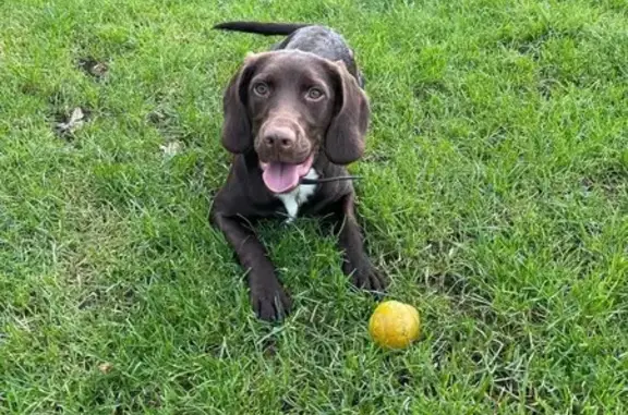 Lost Chocolate Brown Springer/Lab Mix