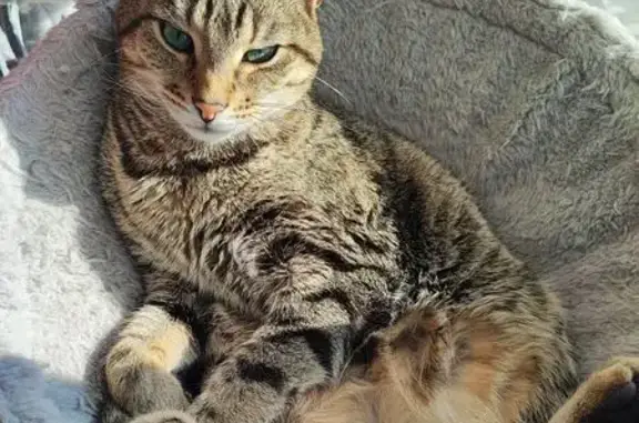 Animaux perdus Vannes, photo: CHAT PERDU : TYLOU, 3 ANS, VANNES