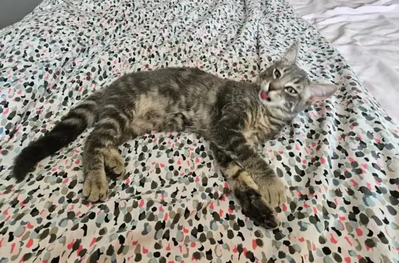 Chaton trouvé, sociable, rue des Peupliers - photo