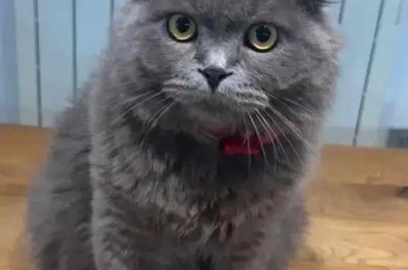 Animaux perdus Lauterbourg, photo: Chat perdu à Lauterbourg : aide recherchée
