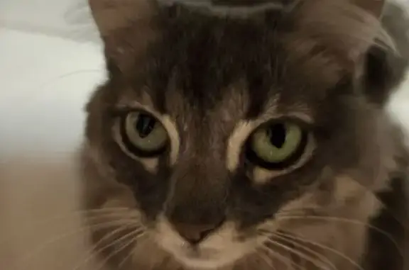 gato desaparecida