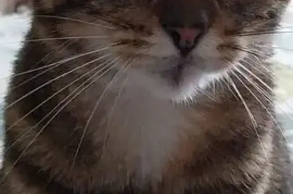 Animaux perdus Breteuil, photo: Minette, chatte tigrée perdue à Breteuil