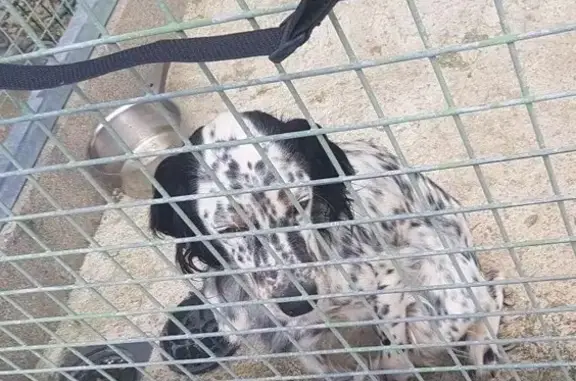 Animaux trouvés , photo: Chien trouvé aux Moitiers-d'Allonne