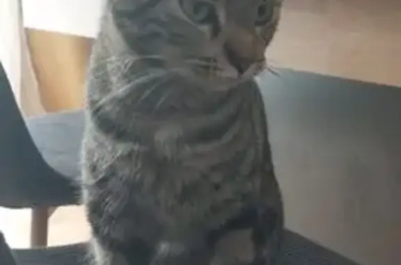Chat perdu, Amiens, photo: Chatte Mily perdue à Amiens, rue Corneille