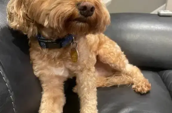 Lost and found pets Haverhill, photo: Lost Dog: White Chest, Brown Spot - Haverhill