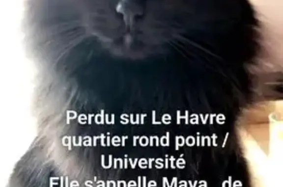 Chatte Maya perdue, Rue Duguay-Trouin - photo