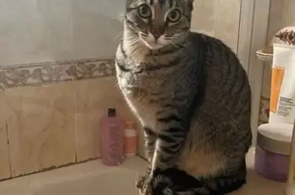 ¡Gata Perdida! Gris con Rayas Negras