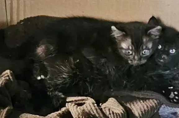 Chat perdu, , photo: Deux chatons perdus à Bons-Tassilly