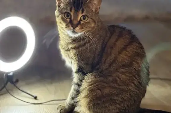 Lost Cat in Mahogany: Help Find Lola