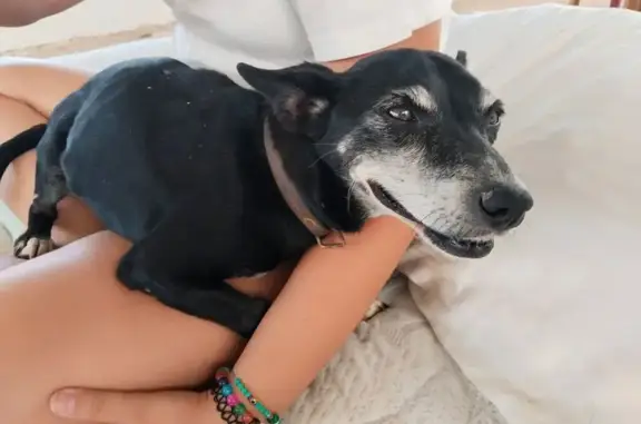 Perro perdido en San Javier: Negro, 14 años