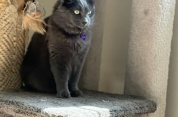 Missing cat Medford, photo: Lost Grey Cat: Fluffy, Purple Tag, Medford