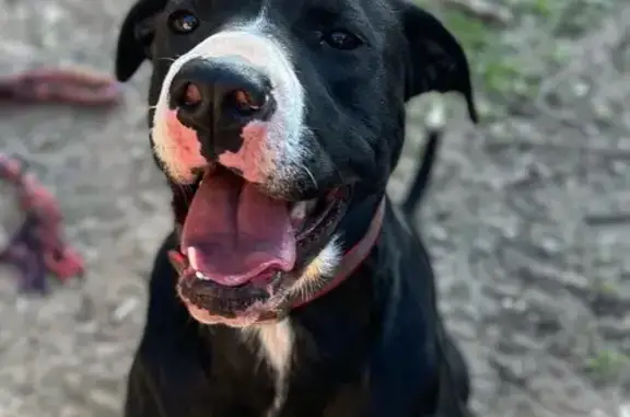 Missing dog Indianapolis, photo: Lost: Luna, Friendly Great Dane Lab Mix