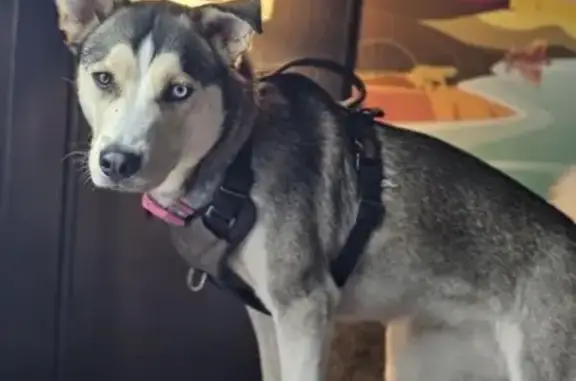 Lost Husky Mix: Brown & Blue Eyes