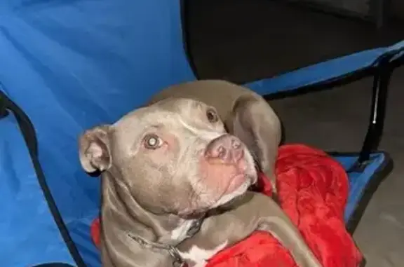 Missing dog Wichita, photo: Lost Dog: Light Brown, Camo Collar, Wichita