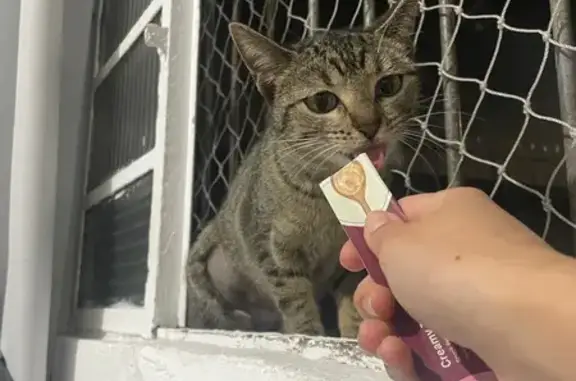 gato desaparecida