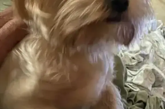 Lost Blonde Dog on NE 95th St, Miami