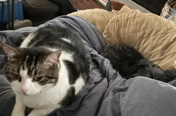 Lost and found pets Plymouth, photo: Lost Cat on Ferguson Ave: Help Find Her!